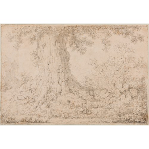 Study of the Base of a Tree and Undergrowth